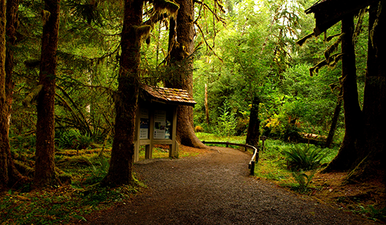 Hoh River Trail